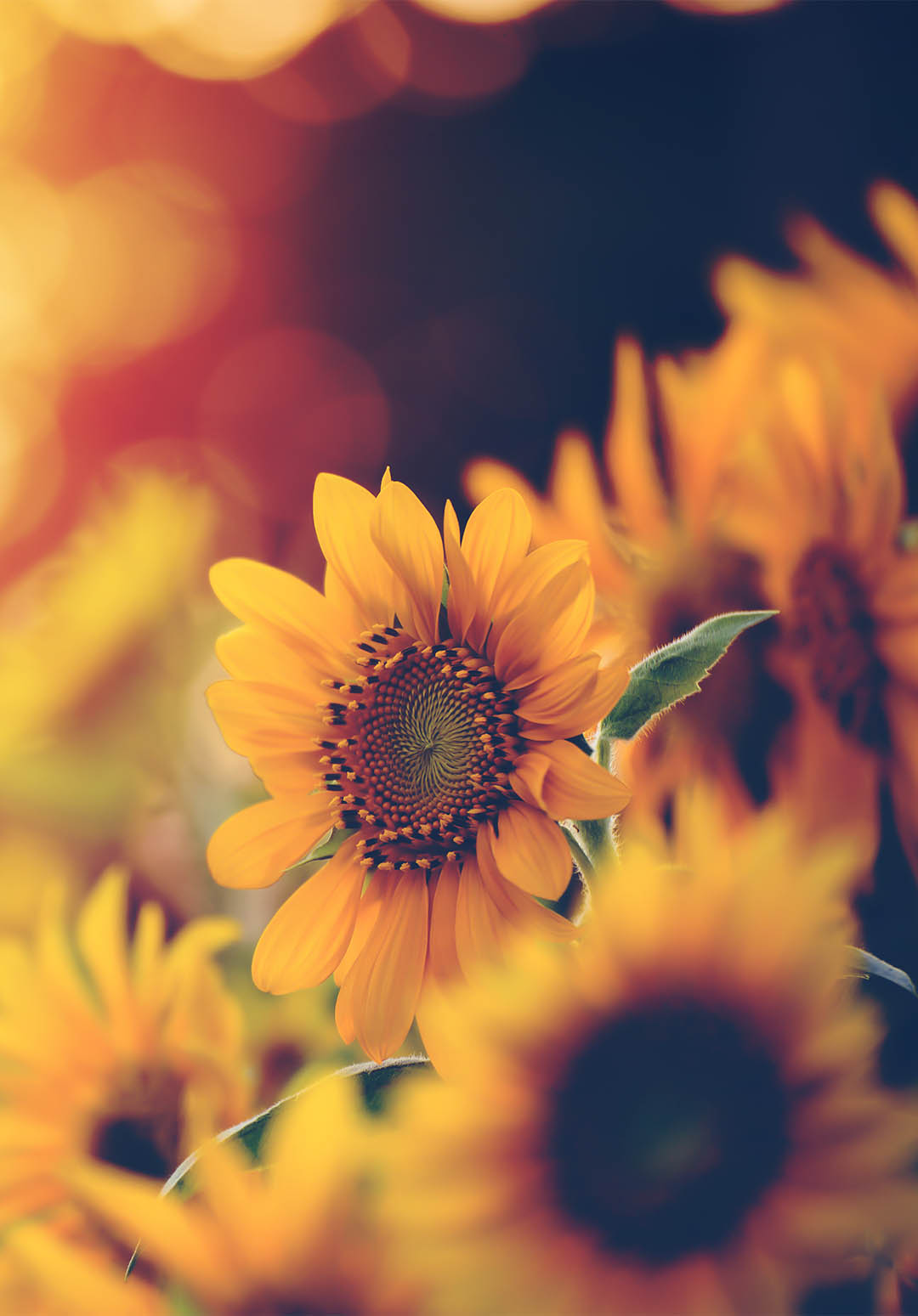 Blooming sunflowers in the summer field and light sunset and color warm.
